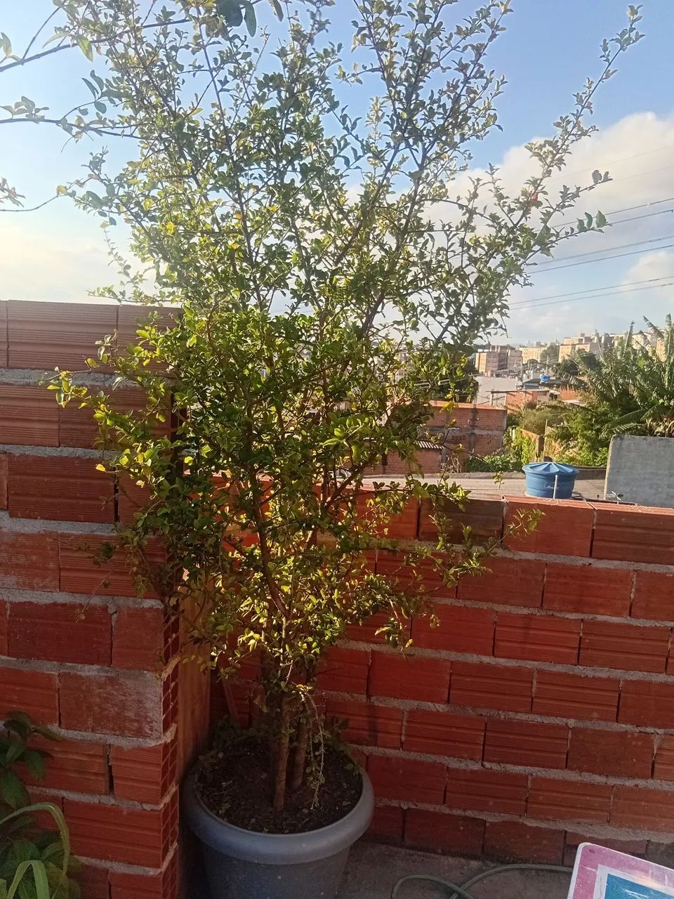 Jaboticaba, goiaba e acerola  - Foto 5