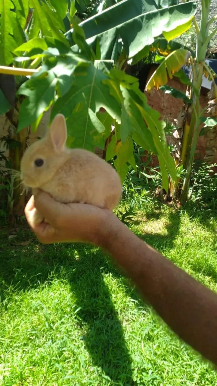 Mini coelho  - Foto 3