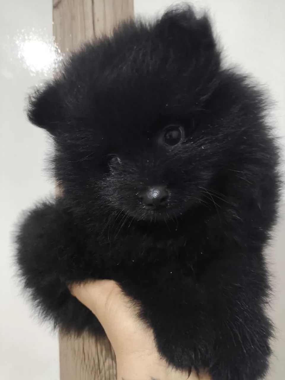 Spitz alemão anão macho  - Foto 4
