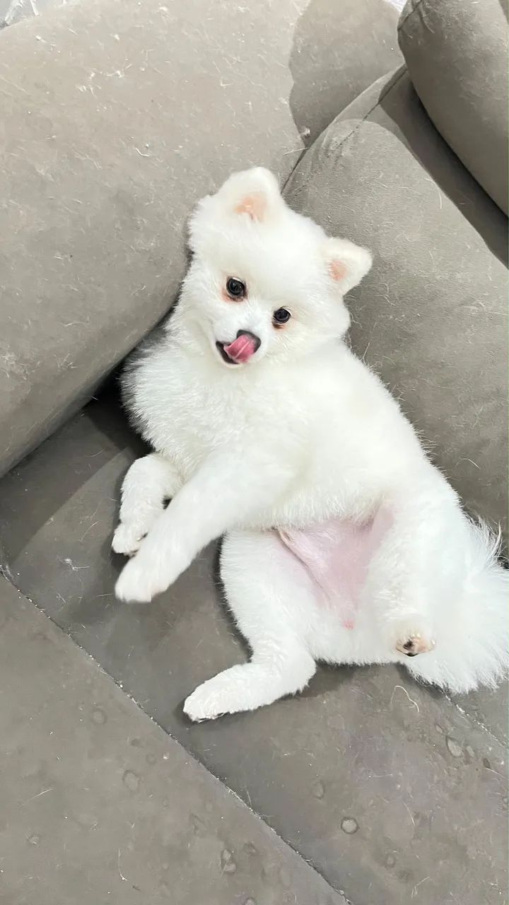 Spitz Alemão - Foto 4