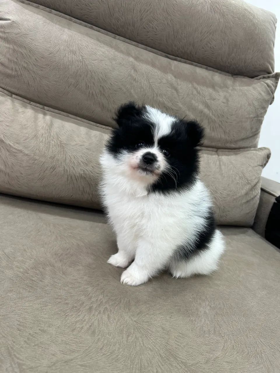 Spitz Alemão  - Foto 2