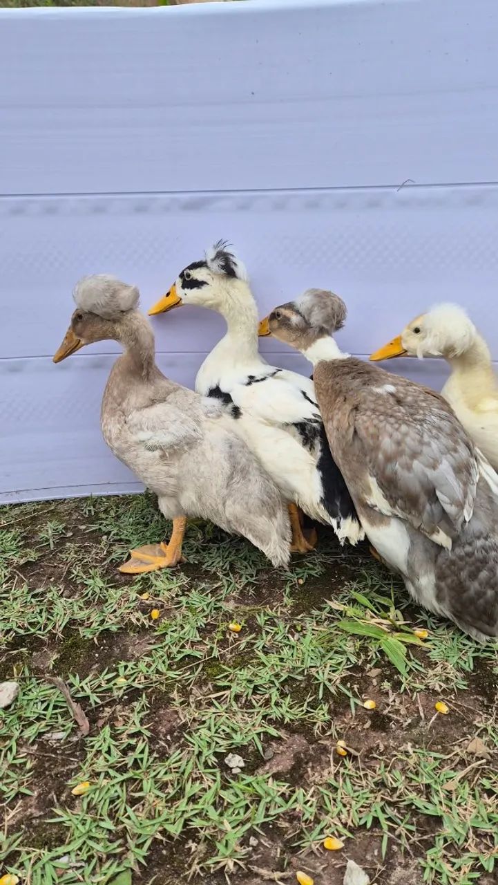 Marreco pompom jovem - Foto 6