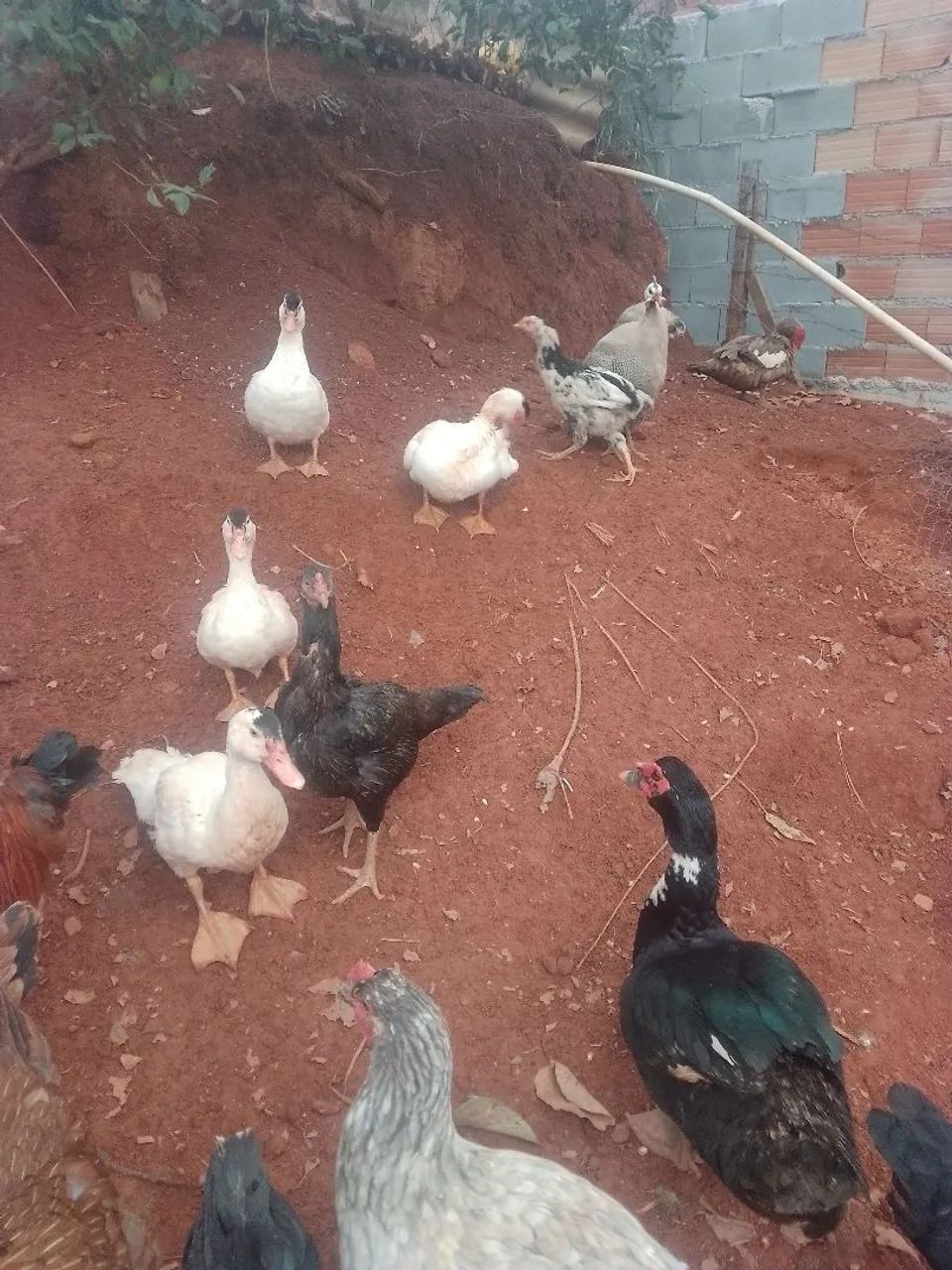 Patos, galinhas , e angolas  - Foto 5