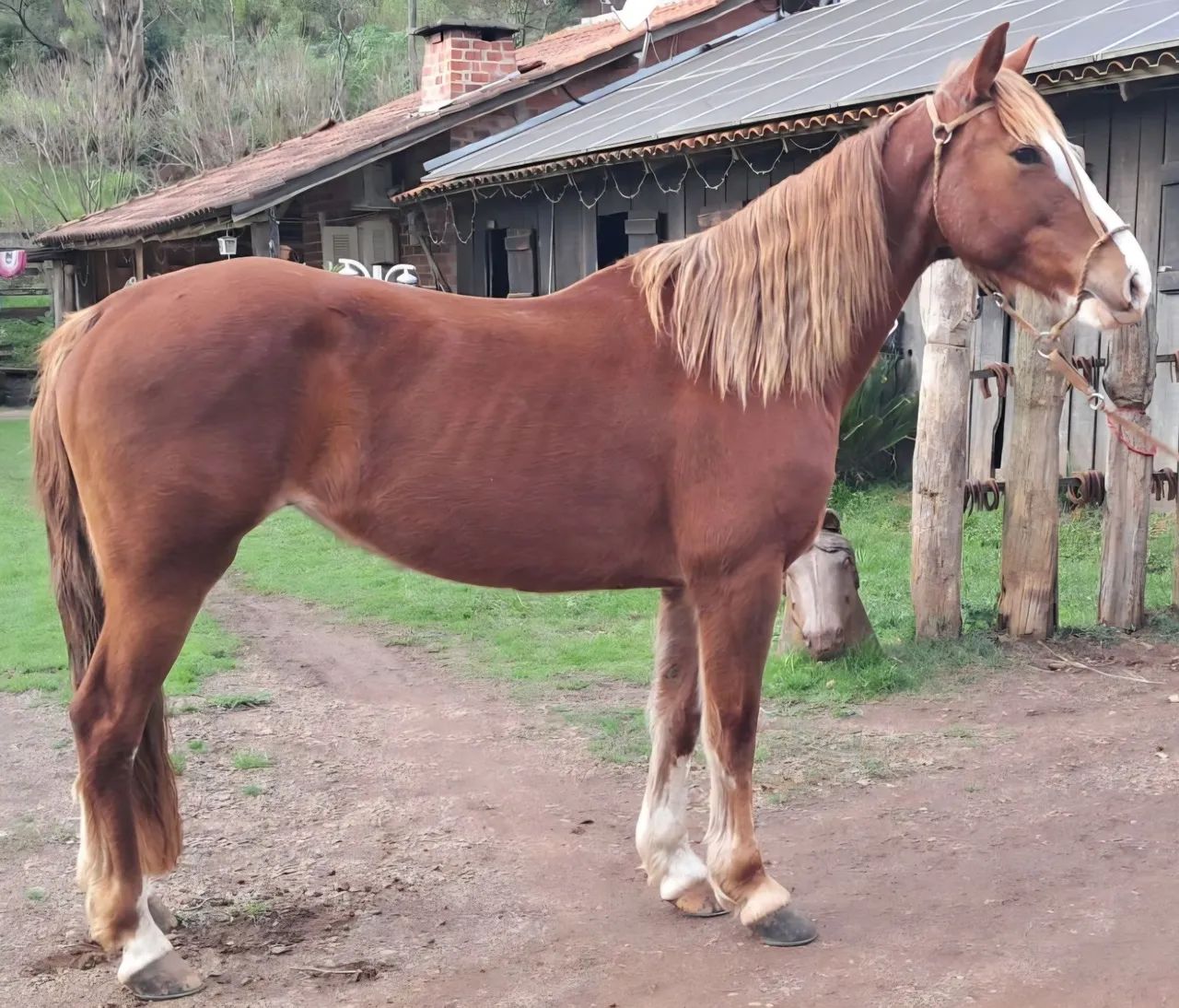 Tostada ruana confirmada e exames em dia mansa  - Foto 3