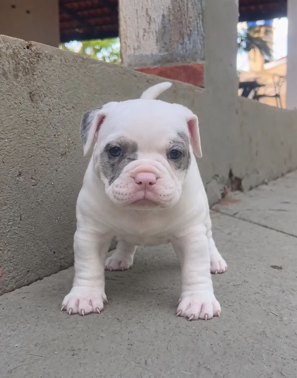 Américan Bully  - Foto 3