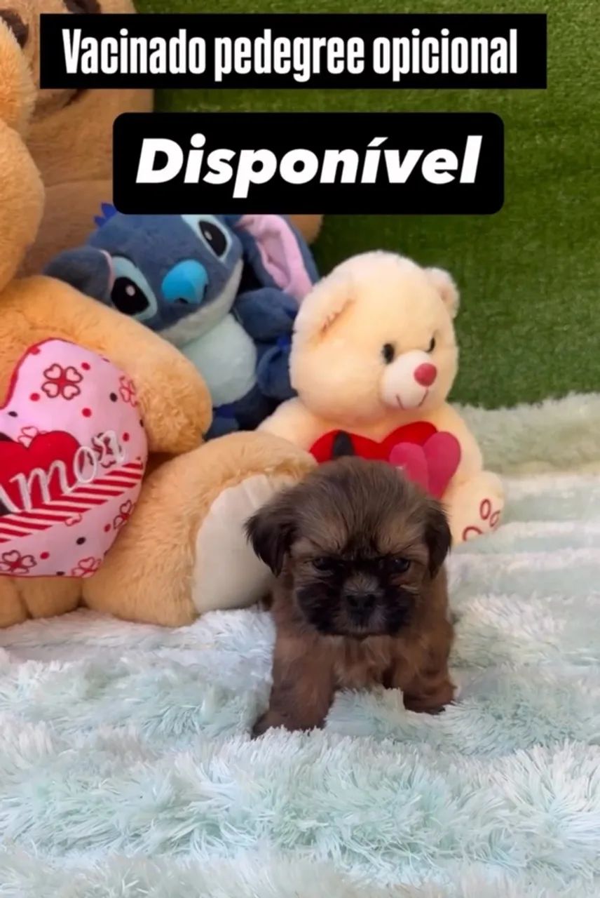 Cachorro  - Foto 3