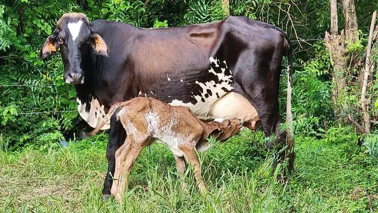 Vaca de leite