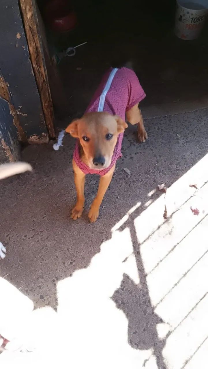 Adoção  - Foto 3