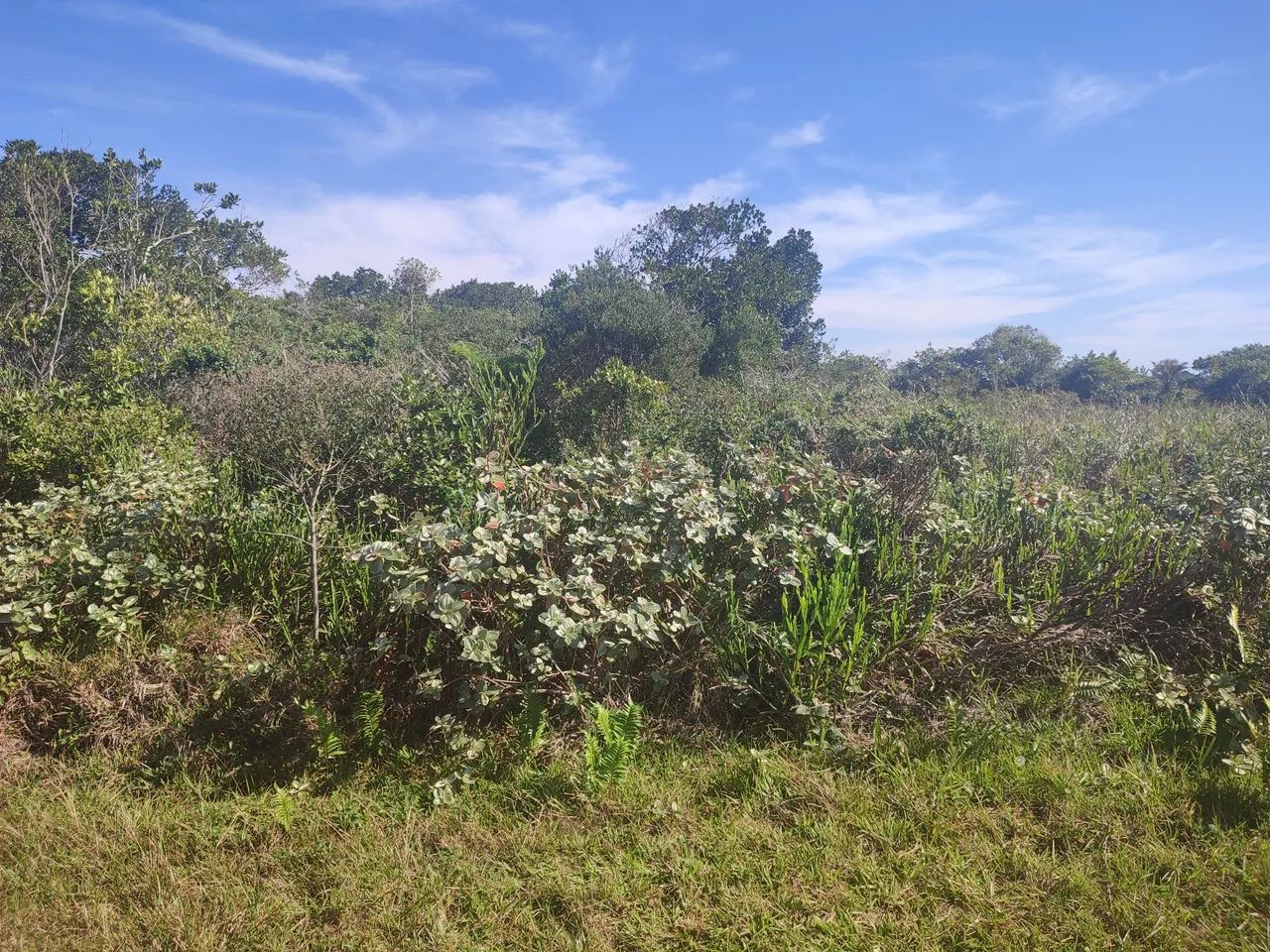 Terreno no Litoral Sul - Foto 3