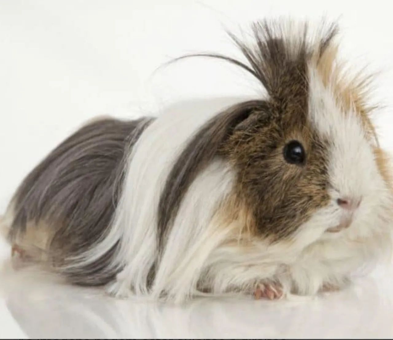 Porquinho da india - Foto 4