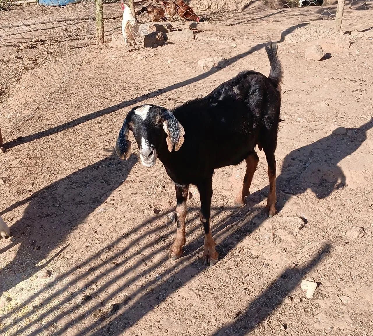 Cabra cabrito e bode  - Foto 3