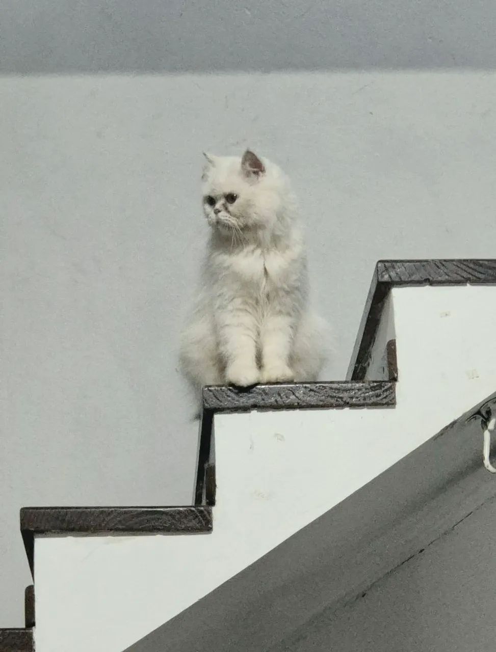 Gata Persa Toda Withe (Branca)