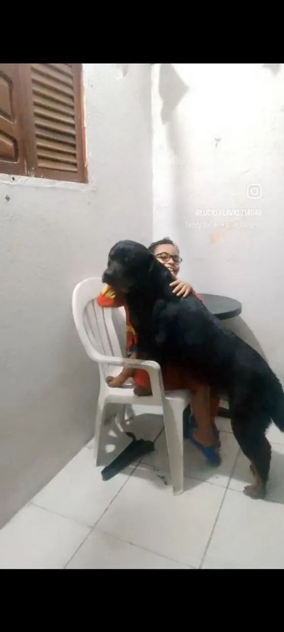 Filhotes de Rottweiler Cabeçudos  - Foto 5