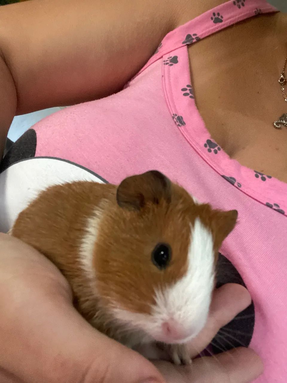 Porquinho da índia  - Foto 5