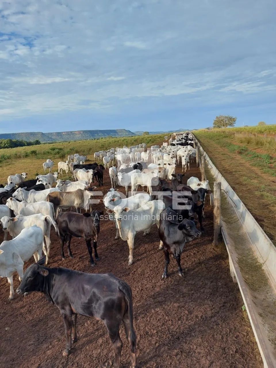 Fazenda a venda em Goiatins no Tocantins - Foto 2