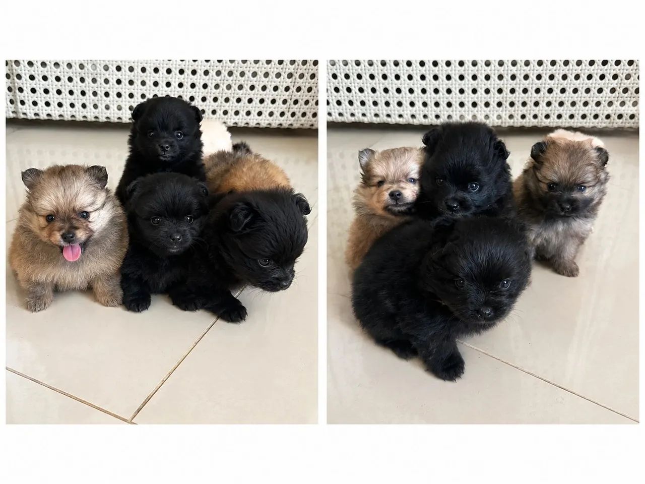 Spitz alemão porte pequeno  - Foto 3