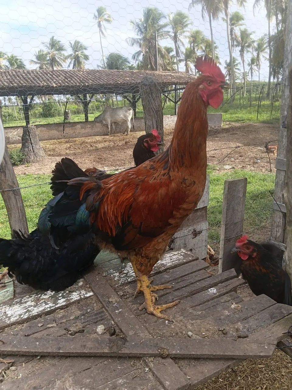 Galos e galinhas genética boa  - Foto 2