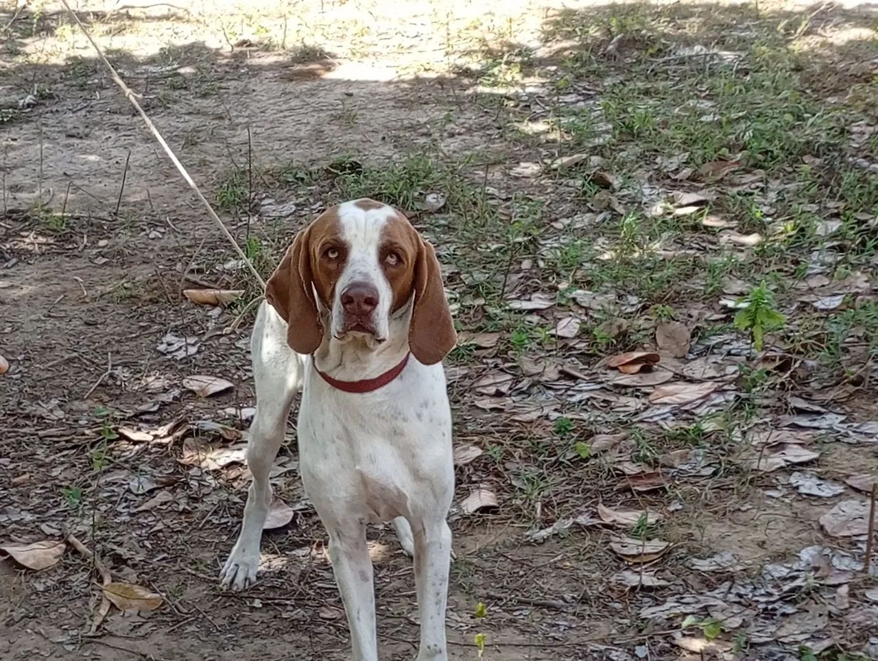 Cachorro pointer inglês  - Foto 4
