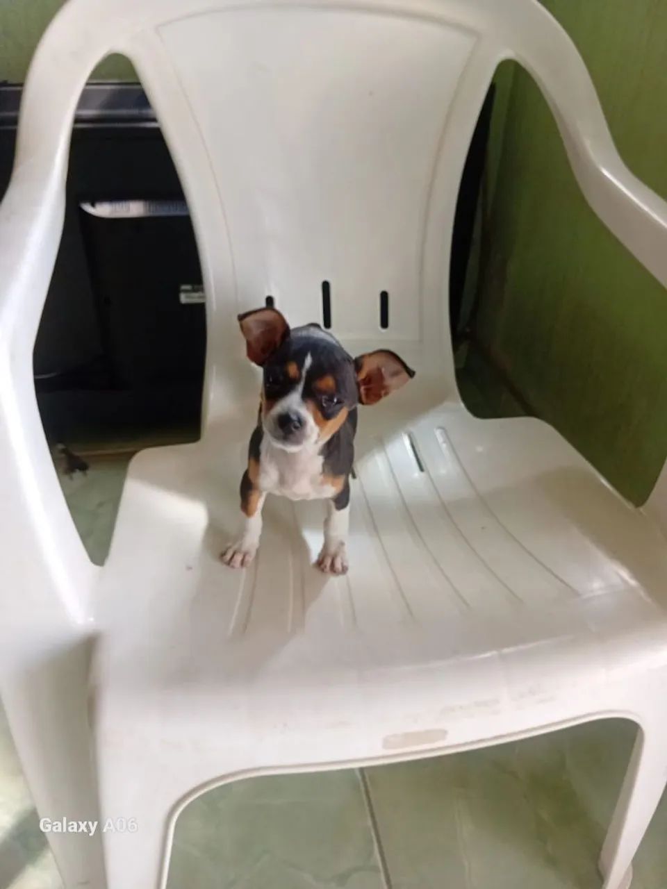 Pinscher número 1 