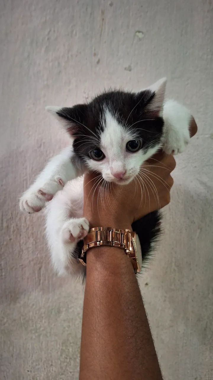 Gatas para doação  - Foto 3