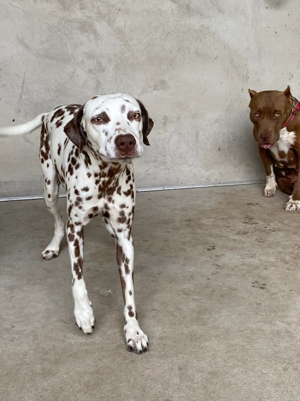 Dálmata e pit bull  - Foto 3