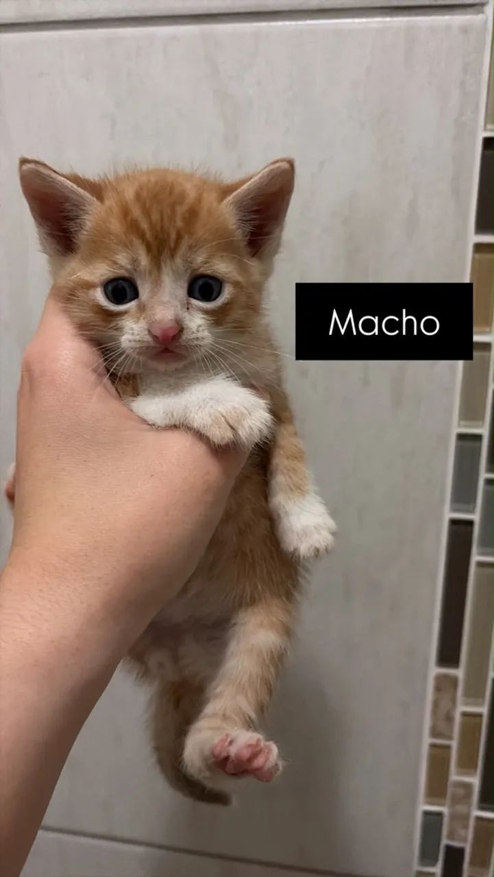 Gatinhos para doação - GRÁTIS!! - Foto 2