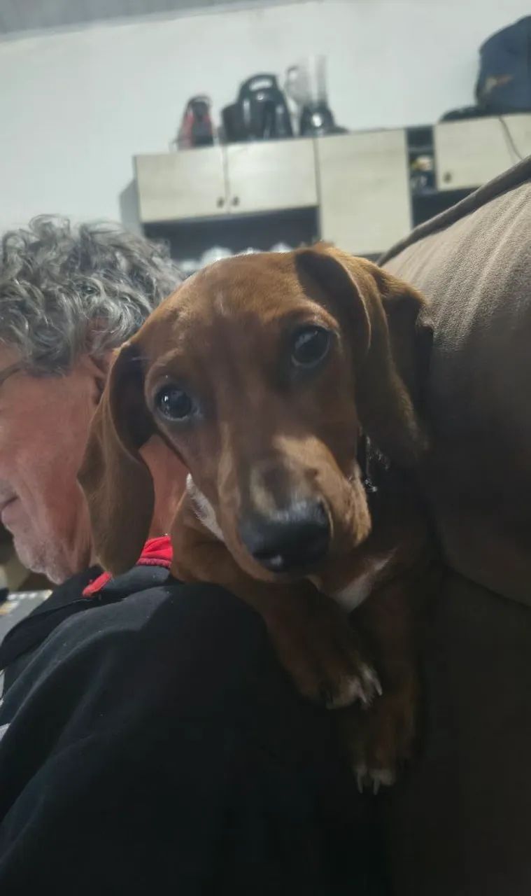 Filhote dauchaund com bassê , ele tem 4 meses é o último da ninhada .  - Foto 2