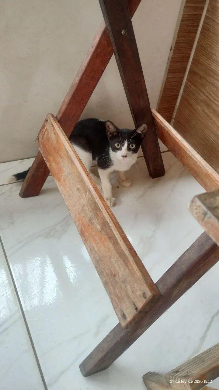 Gatinha frajola  - Foto 3