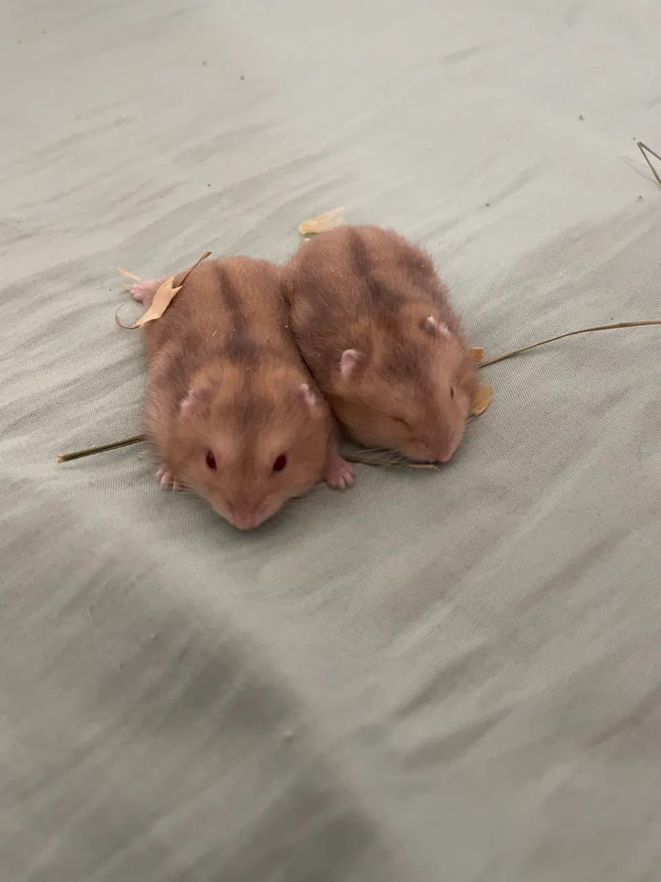 Lindos hamster - Foto 3
