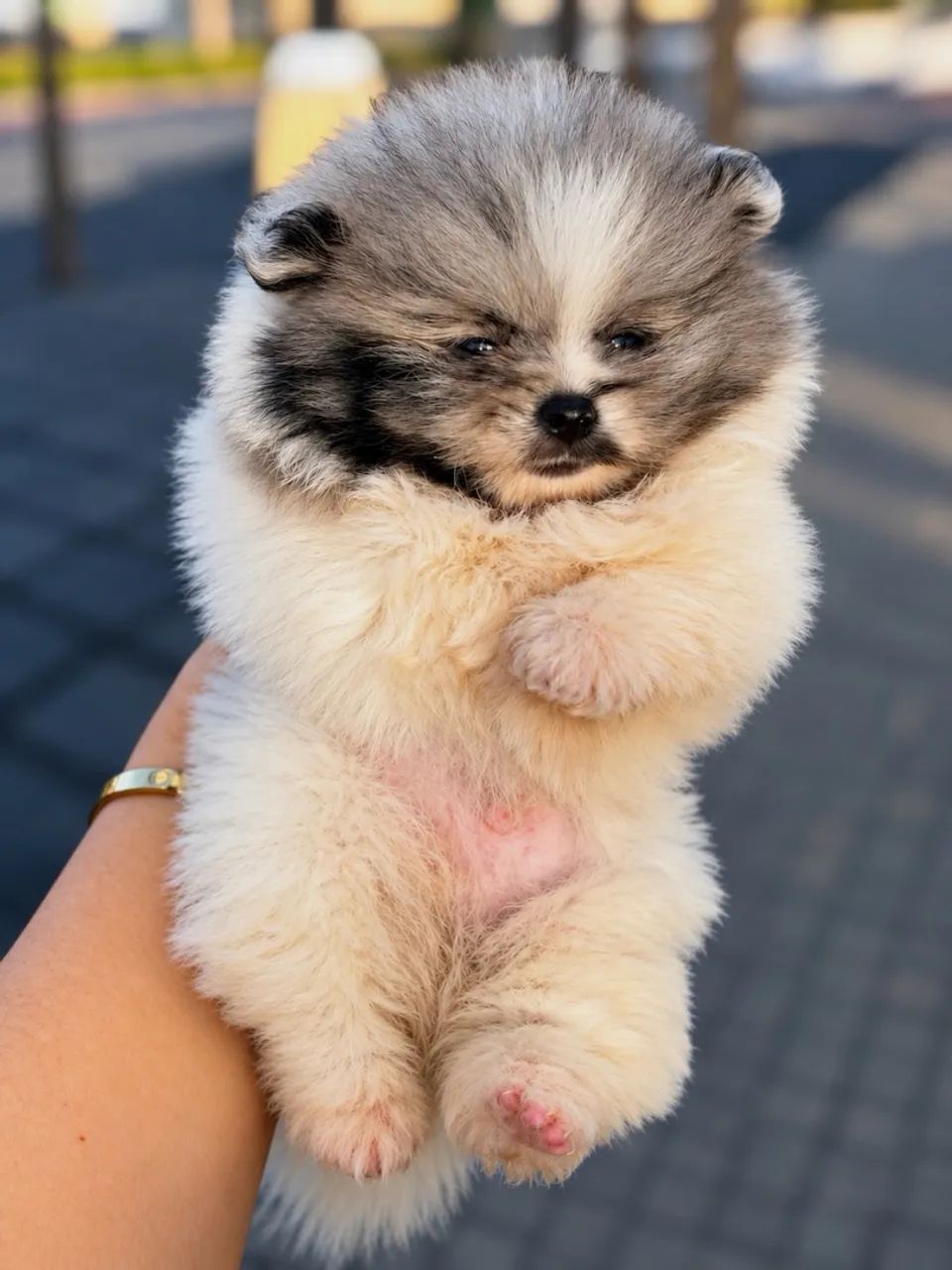 Cachorro - spitz alemão - Foto 3