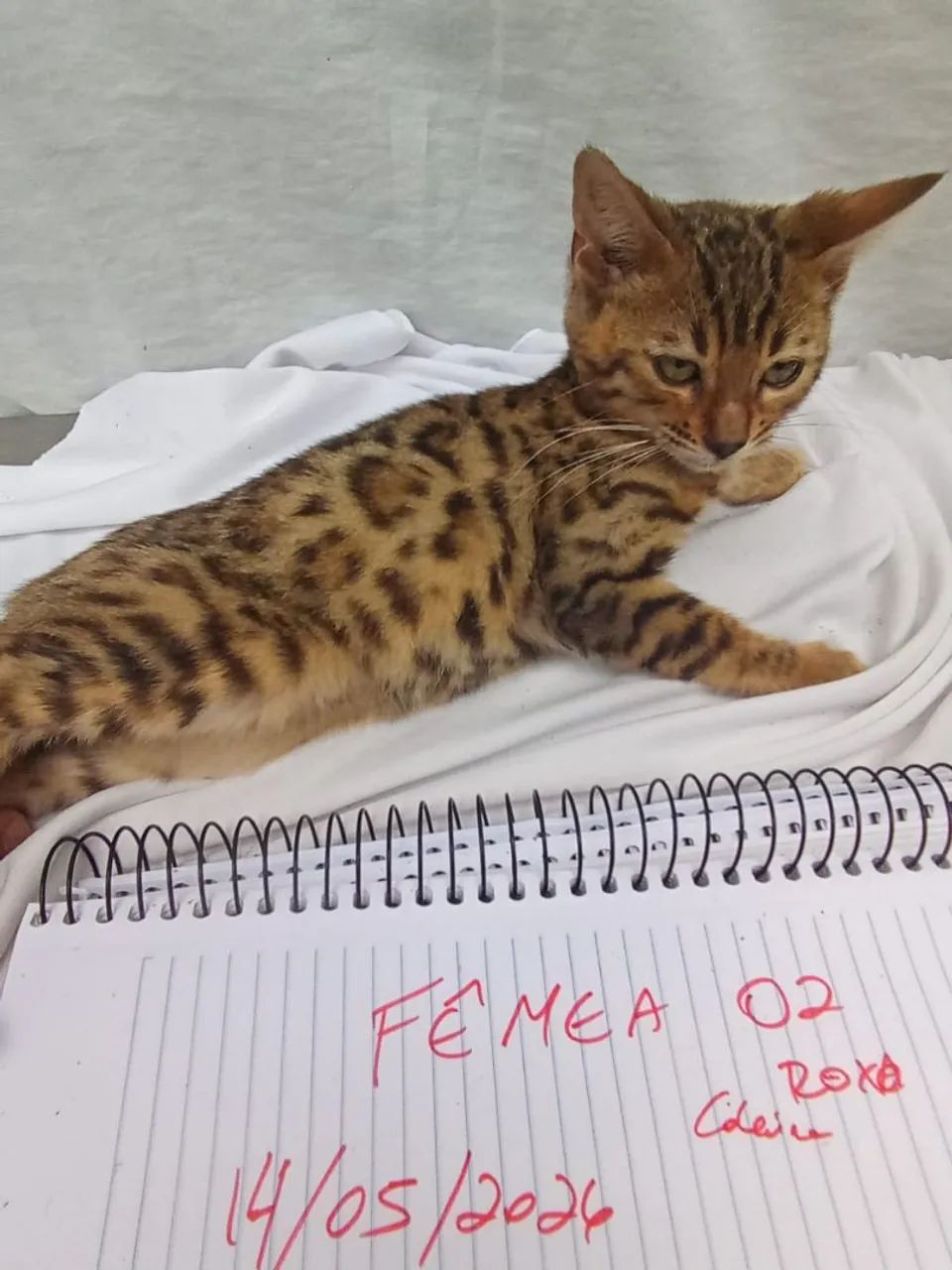 Filhotes Gato Bengal Lindas Rosetas DoNuts c/ Garantia e Pedigree DNA 100 % Bengal    - Foto 2