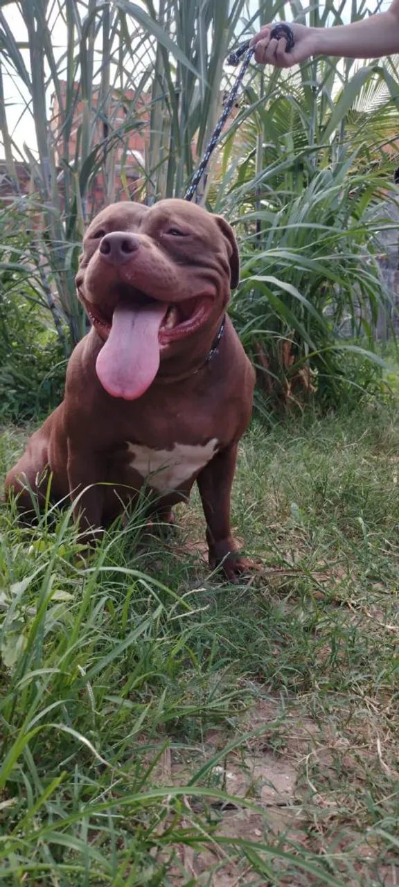 Pit Monster adoção responsável 