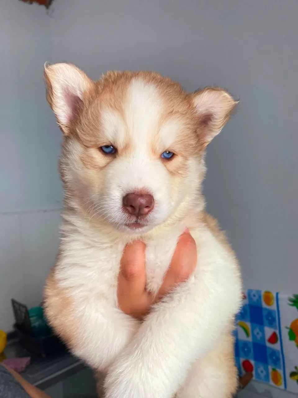 Husky Siberiano canil  - Foto 5
