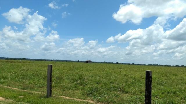 Fazenda 1.028 Hectares Dupla Aptidão - Nova Guarita - MT - Foto 4