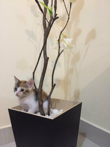 Adoção de Gatos - Foto 3