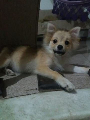 Spitz Alemão Fêmea - Foto 2