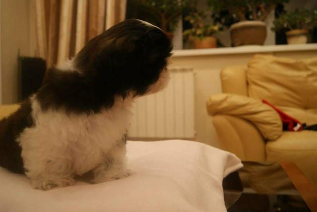 Filhote de shih tzu Canil PS - Foto 5