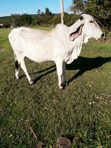 Vendo GADO
