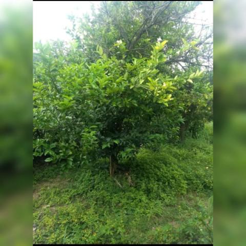 Sítio com área de 15,5hectares , Região da guia - Foto 6