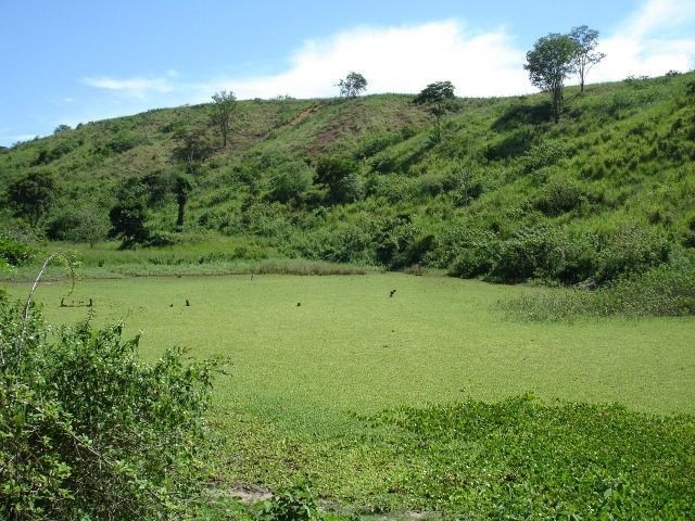 Fazenda 484 hectares em Governador Valadares/MG - Foto 8