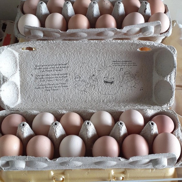 Ovos de galinha caipira 