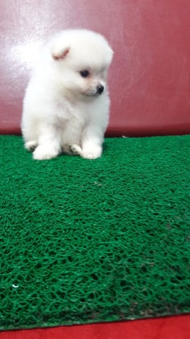 Spitz  Anão,  Macho Branco 1900, Lulu, F. Branca/ Dourado,  Branca 3.500. - Foto 2