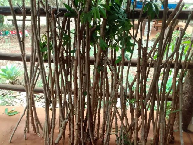 Vendas de ramas de mandioca - Foto 3