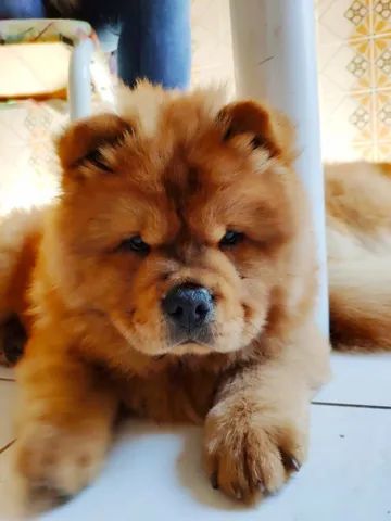 Chow chow companhia ideal para todas as idades  - Foto 2