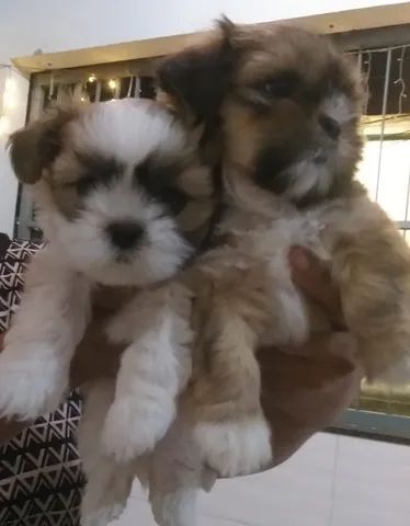 Vendo Lhasa Apso - Foto 4