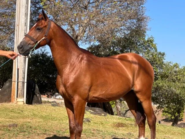 Cavalo  - Foto 3