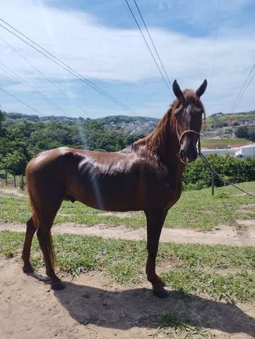 OLX on X: CAVALO 🐎 IIIIIRRAAAA 🤪 DEMAISSSS 😎 QUE ISSO MEU