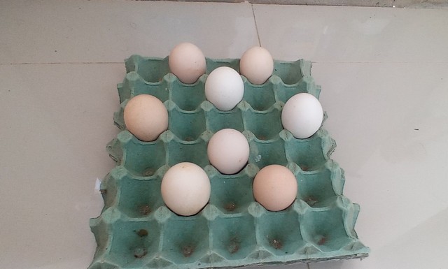 Vendo ovos de galinha branca Pv