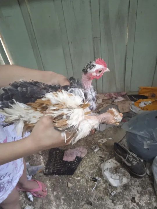 Frongos Nagasaki  - Foto 2