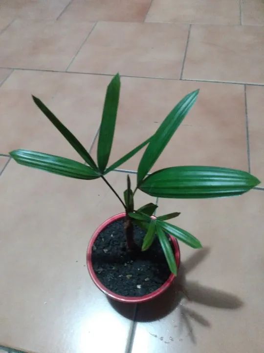 Muda de palmeirinha!